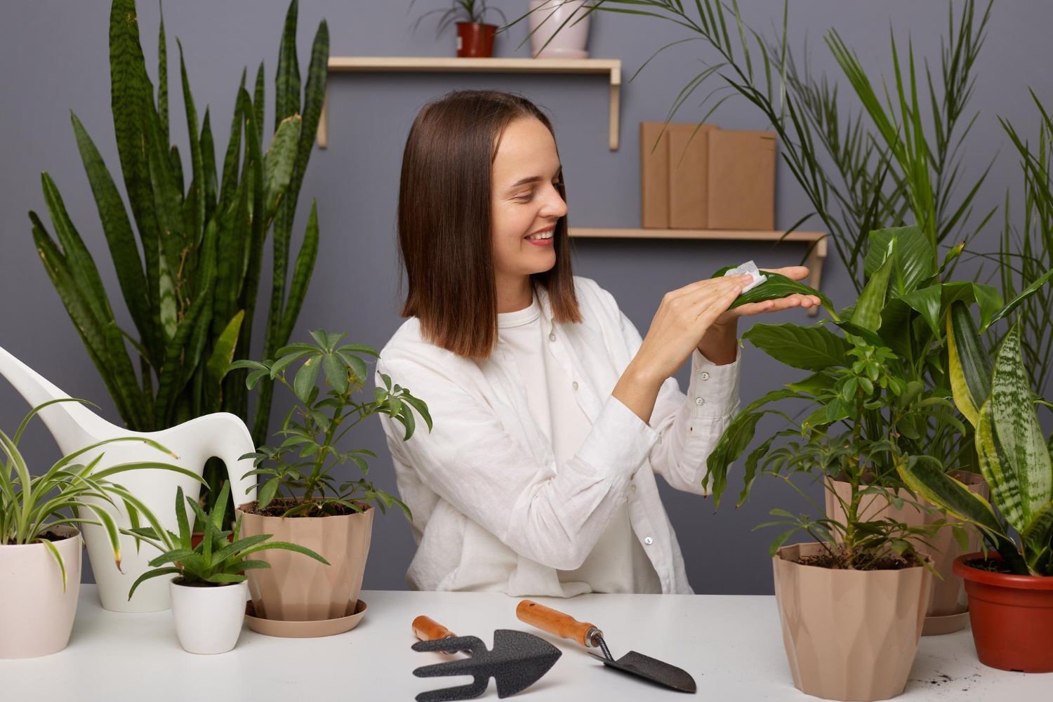 Services experts d’entretien des plantes d’intérieur par VitalCore-Goods